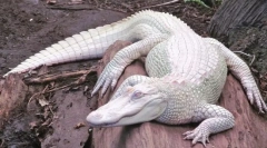 Variabilnost organizmov